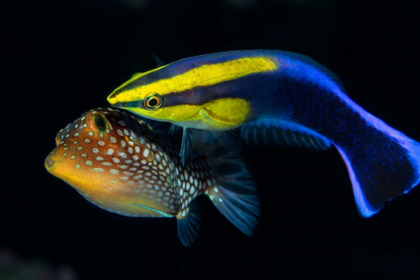 12-foto-taucher-unterwasserfotografie-hawaii-kona-endemisch-putzerfisch45543699-2F59-B30E-3067-519F4F571845.jpg