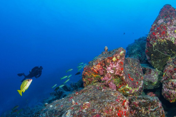 22-foto-taucher-unterwasserfotografie-hawaii-kona-lavagestein-unterwasserlandschaft-taucher0A3EFF61-AA7F-4A60-9A3E-D022A50FABCA.jpg