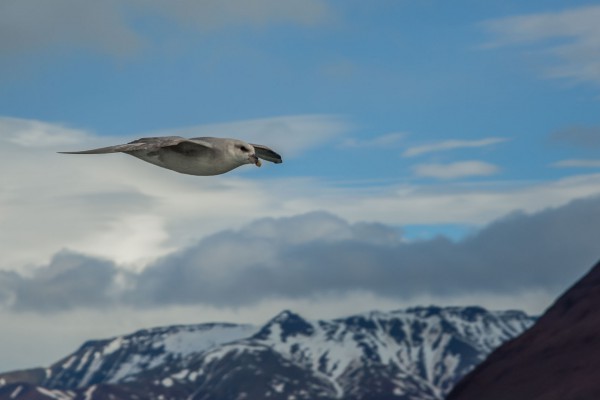 08-foto-taucher-fotografie-arktis-svalbard-eissturmvogel18FDAE1C-9CCB-D7BA-3E64-470395FC3642.jpg