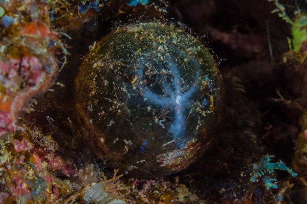 foto-taucher-unterwasserfotografie-indonesien-algen-seemanseye21BF0B06-4905-7533-26A1-23BCF62DA8AD.jpg