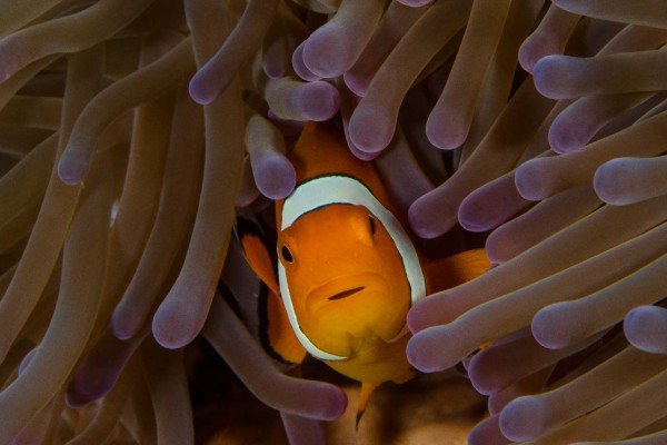 foto-taucher-unterwasserfotografie-indonesien-amphiprion42109580-AAF5-4729-B8C4-E450A6953B69.jpg