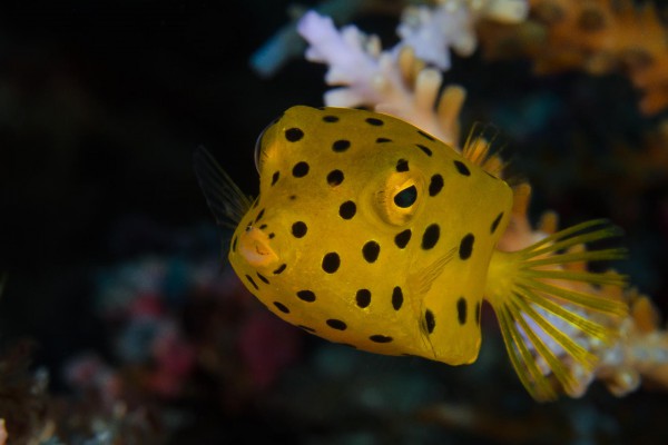 foto-taucher-unterwasserfotografie-indonesien-kofferfisch1B946664-F23A-9896-C09C-207103C2C561.jpg
