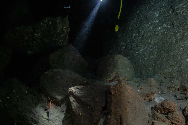 foto-taucher-unterwasserfotografie-azoren-pico-shrimpcave073EF0E4-D1D6-5010-643E-41547D668AC2.jpg