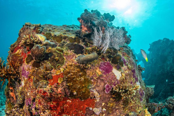 foto-taucher-unterwasserfotografie-seychellen-franitblock-mit-bewuchsD3B88A5F-86A0-F057-D349-BB83F45328EA.jpg