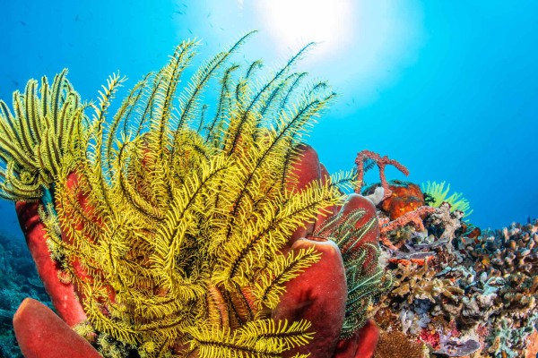 foto-taucher-unterwasserfotografie-philippinen-apo-island-dsc-4588-ftDEB05BF6-13BB-3D1A-FEFF-39742DB93FC1.jpg