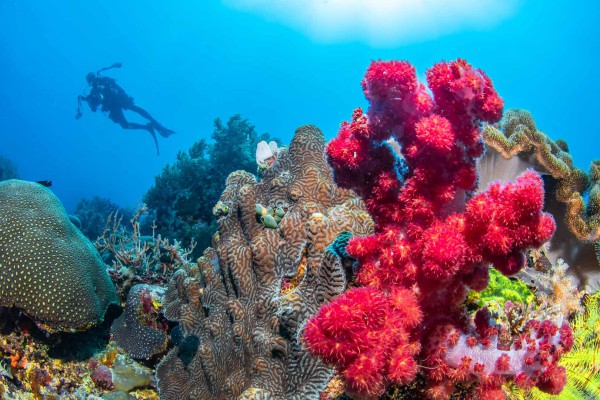 foto-taucher-unterwasserfotografie-philippinen-apo-island-dsc-4625EE002453-C616-751C-AD52-4E66421370F3.jpg