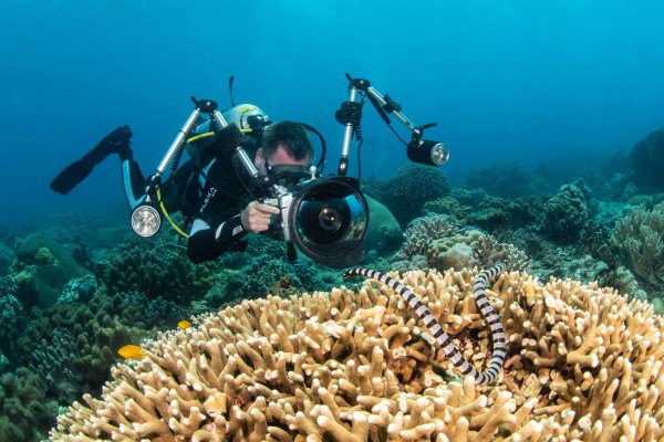 foto-taucher-unterwasserfotografie-philippinen-apo-island-gerald-nowak-laticauda-semifasciata-seekobraB881FB0E-1739-C6B7-7689-DE8140FE97B4.jpg