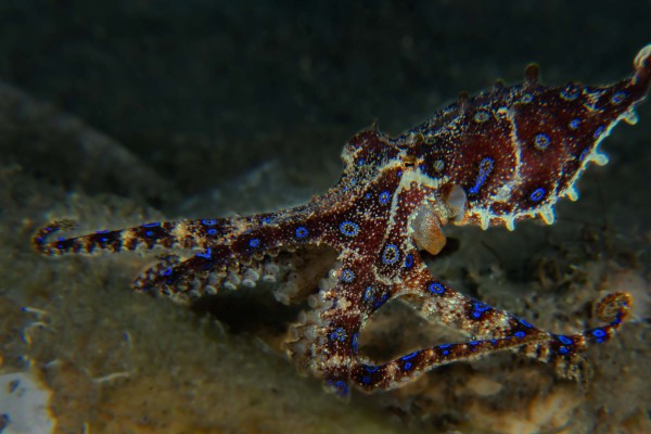 foto-taucher-unterwasserfotografie-philippinen-bluering-octopus0EF3ABD7-FE05-E8D0-3EB8-45025CFED3C7.jpg